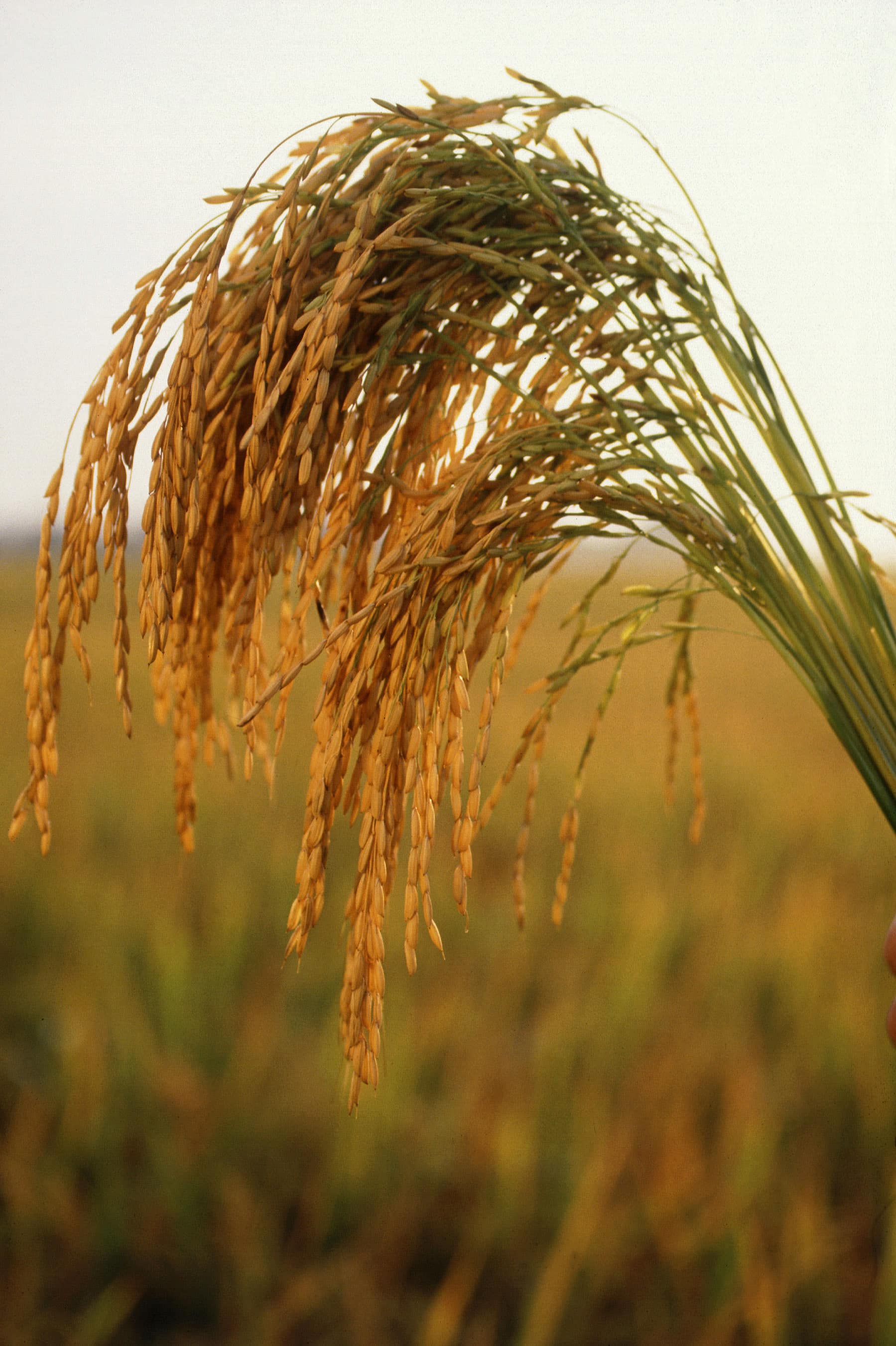 Rice